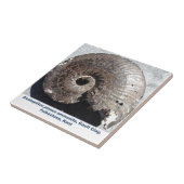 Schönes Pyritammonitfossil, das Nähte zeigt Fliese (Seite)