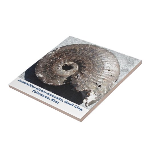 Schönes Pyritammonitfossil, das Nähte zeigt Fliese (Seite)