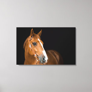 Schönes Quarter Horse Foto Canvas Leinwanddruck