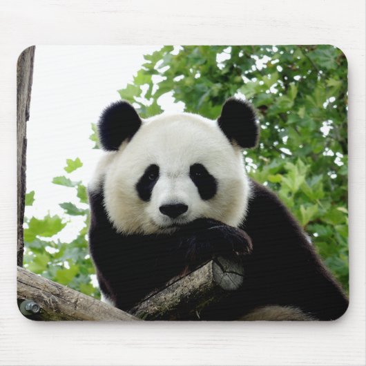 Schönes Riant Panda Mouse Pad Mousepad (Vorne)