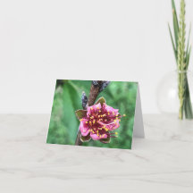 Schönes rosa Blossom am Pfirsichbaum