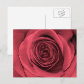 Schönes Rosa Blume Foto Postkarte (Vorne/Hinten)