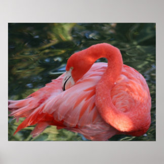 Schönes rosa Flamingo Poster. Poster