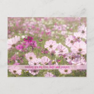 Schönes rosa Fuchsia Cosmos Blume Field Sunlight Postkarte