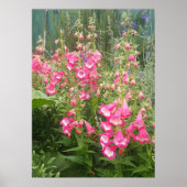 Schönes rosa Penstemon Blumengarten Poster (Vorne)