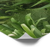 Schönes rosa Penstemon Blumengarten Poster (Ecke)