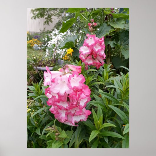 Schönes rosa Penstemon Blumengarten Poster (Vorne)