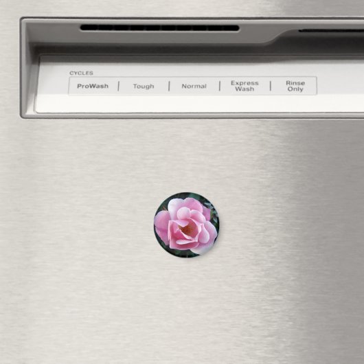 Schönes rosa Rose Magnet (In Situ (Geschirrspüler))