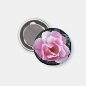 Schönes rosa Rose Magnet (Vorderseite/Rückseite)