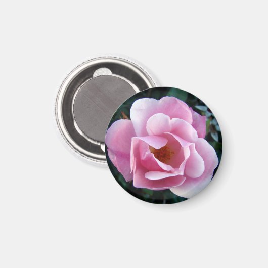 Schönes rosa Rose Magnet (Vorderseite/Rückseite)