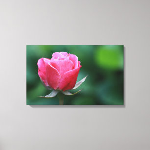 Schönes Rosa / Rote Rose Stretched Canvas Print Leinwanddruck