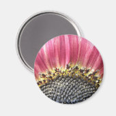 Schönes rosa Sonnenblumenmagazin Magnet (Vorderseite/Rückseite)
