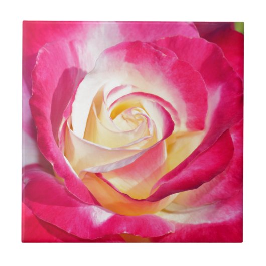 Schönes Rosa und gelbe Rose Fliese (Vorderseite)