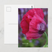 Schönes Rosa und Lila Mohn Postkarte (Vorne/Hinten)