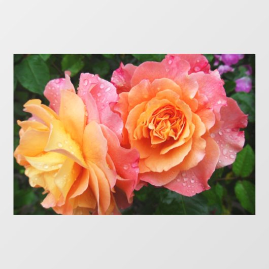 Schönes rosa und orange Rose Foto Fensteraufkleber (Blatt)