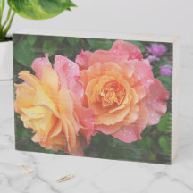 Schönes rosa und orange Rose Foto