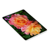Schönes rosa und orange Rose Foto Magnet (Rechte Seite)