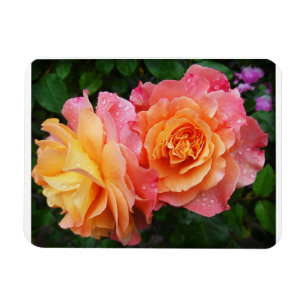 Schönes rosa und orange Rose Foto Magnet