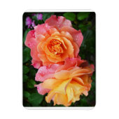 Schönes rosa und orange Rose Foto Magnet (Vertikal)