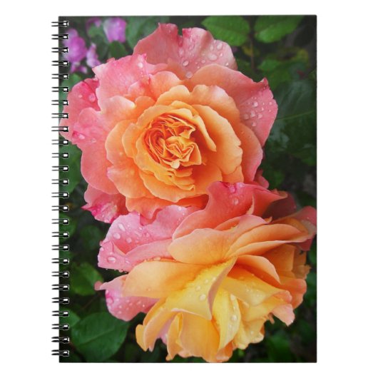 Schönes rosa und orange Rose Foto Notizblock (Vorderseite)