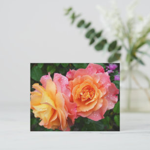 Schönes rosa und orange Rose Foto Postkarte