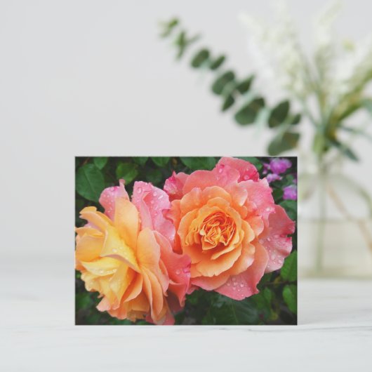 Schönes rosa und orange Rose Foto Postkarte (Stehend Vorderseite)