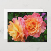 Schönes rosa und orange Rose Foto Postkarte (Vorne/Hinten)
