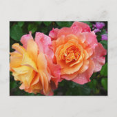 Schönes rosa und orange Rose Foto Postkarte (Vorderseite)