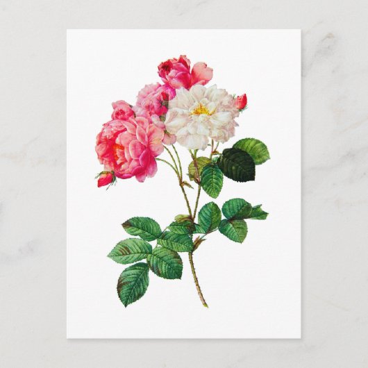 Schönes Rosa und Weiße Rosen von Redoute Postkarte (Vorderseite)