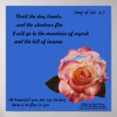 Schönes Rose Poster (Vorne)