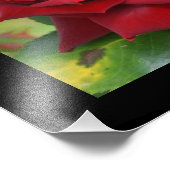Schönes Rot-Rosen-Plakat Fotodruck (Ecke)