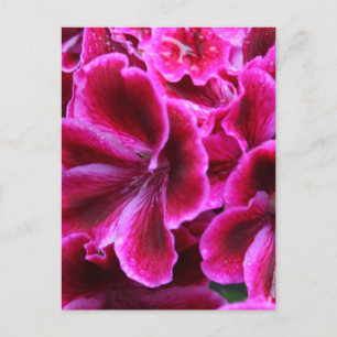 Schönes Rot-Rot-Geranan-Foto  Postkarte