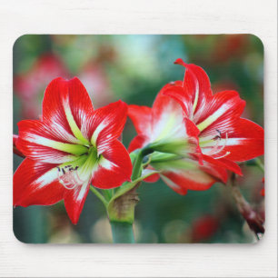 Schönes Rot und Weiß Amaryllis Mousepad
