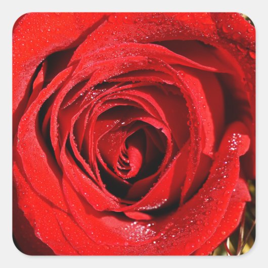 Schönes Rote Rose-Foto Quadratischer Aufkleber (Vorderseite)