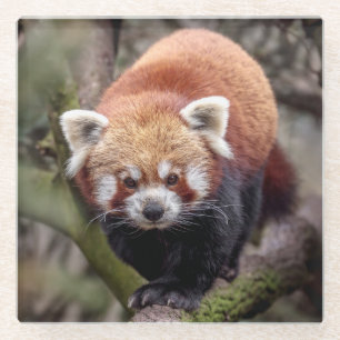 Schönes Rotes Panda auf einem Untersetzer aus Bran