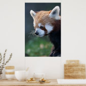 Schönes rotes Panda-Portrait Poster (Küche)