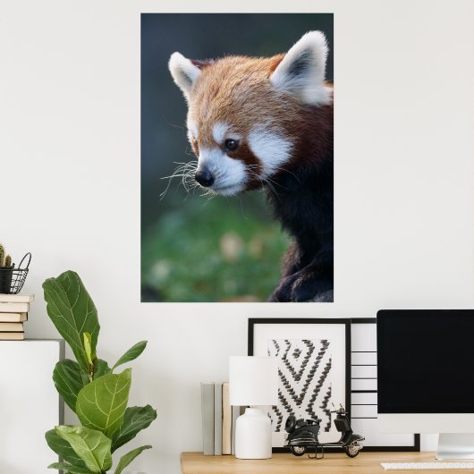Schönes rotes Panda-Portrait Poster (Heimbüro)