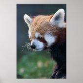 Schönes rotes Panda-Portrait Poster (Vorne)