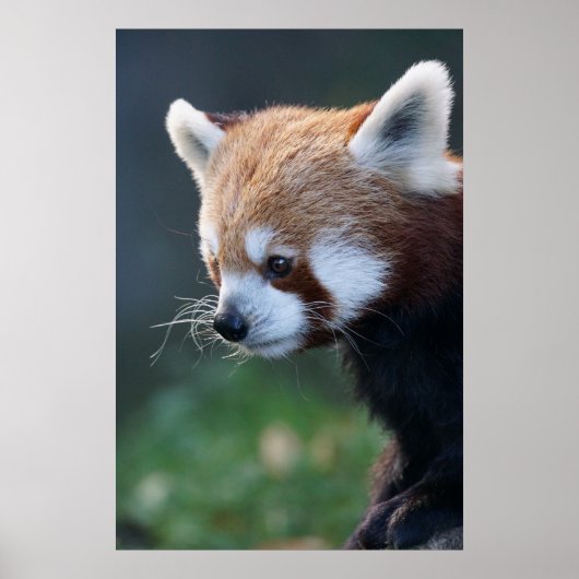 Schönes rotes Panda-Portrait Poster (Vorne)