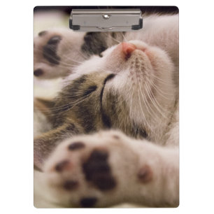 Schönes Schlafkätzchen Klemmbrett