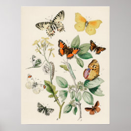 Schönes Schmetterlings-Naturdruckplakat Poster