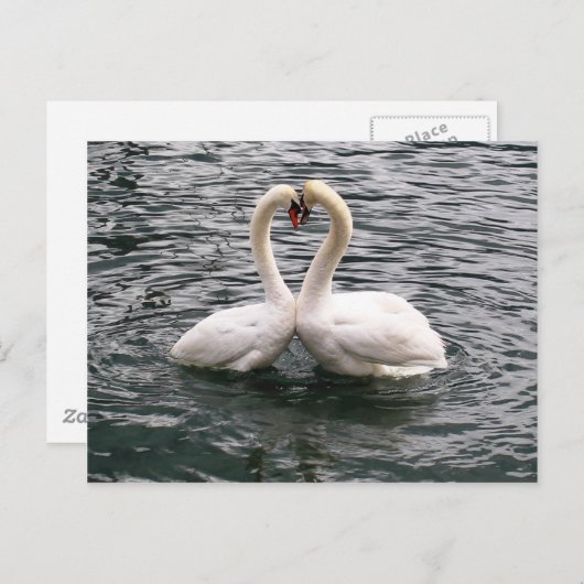 Schönes Schwanenpaar Postkarte (Vorne/Hinten)