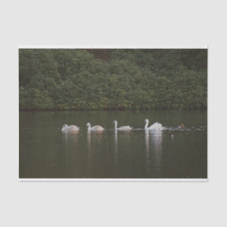 Schönes Schwanenpapier Seidenpapier