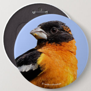 Schönes Schwarz-Headed Grosbeak in einem Baum Button
