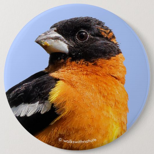 Schönes Schwarz-Headed Grosbeak in einem Baum Button (Vorderseite)