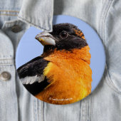 Schönes Schwarz-Headed Grosbeak in einem Baum Button (Beispiel)