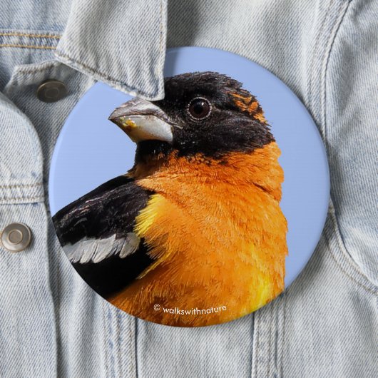 Schönes Schwarz-Headed Grosbeak in einem Baum Button (Beispiel)