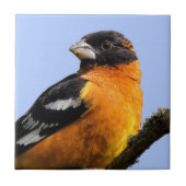 Schönes Schwarz-Headed Grosbeak in einem Baum Fliese (Vorderseite)