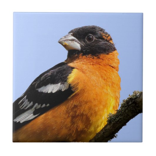 Schönes Schwarz-Headed Grosbeak in einem Baum Fliese (Vorderseite)