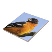 Schönes Schwarz-Headed Grosbeak in einem Baum Fliese (Seite)